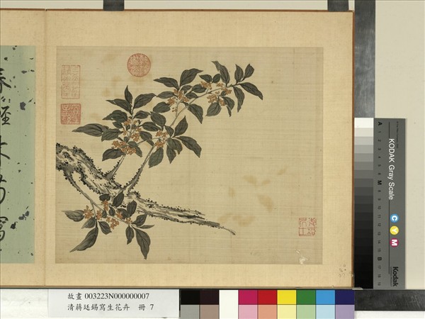 清蔣廷錫寫生花卉　冊　桂花