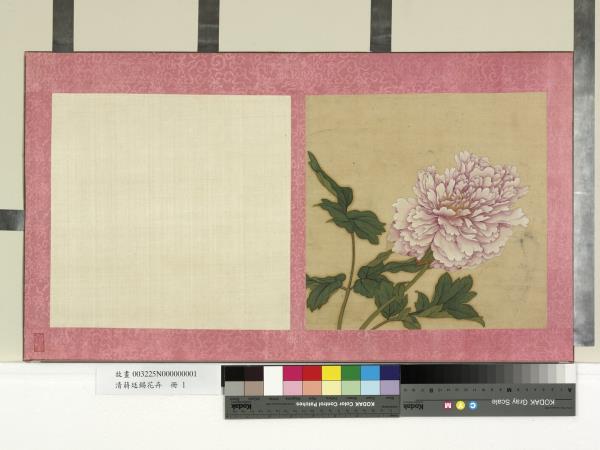清蔣廷錫花卉　冊　牡丹