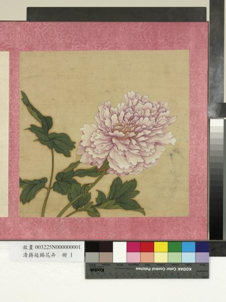 清蔣廷錫花卉　冊　牡丹