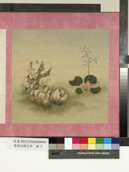 清蔣廷錫花卉　冊　虎耳草