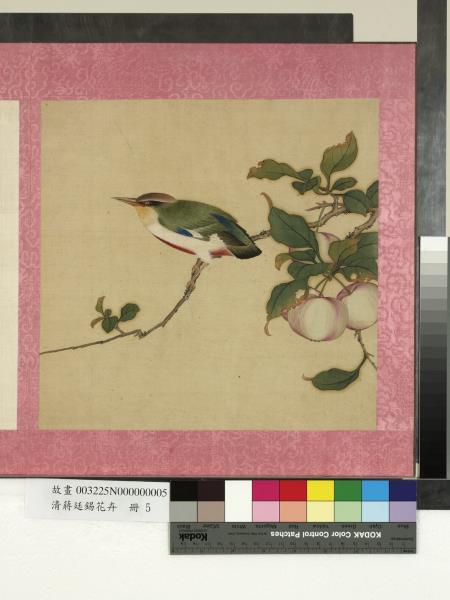 清蔣廷錫花卉　冊　果熟來禽