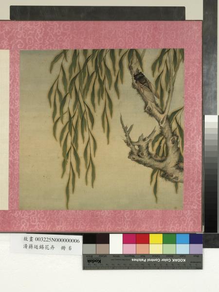 清蔣廷錫花卉　冊　夏蟬圖
