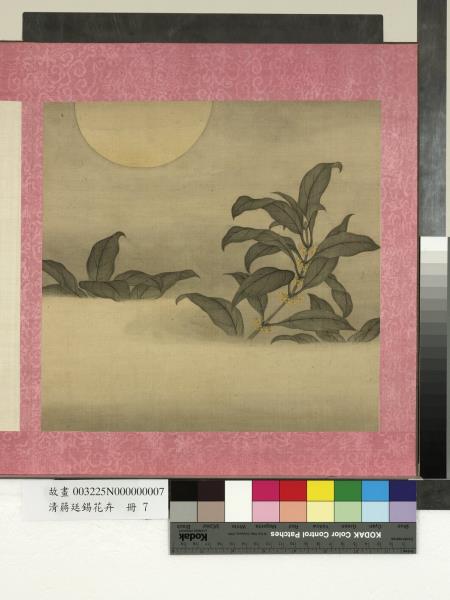 清蔣廷錫花卉　冊　月桂圖