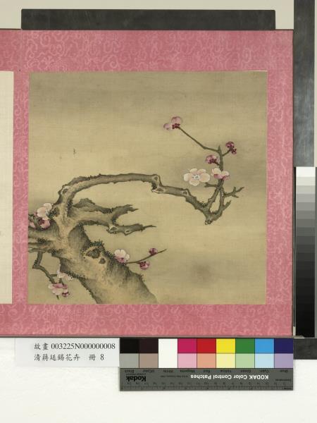 清蔣廷錫花卉　冊　梅花