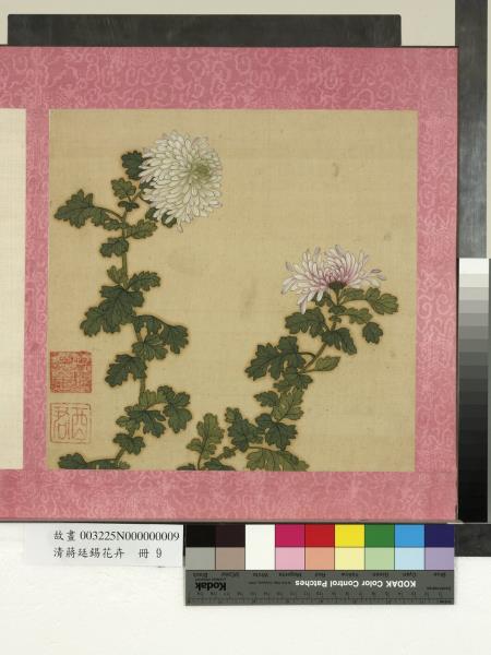 清蔣廷錫花卉　冊　秋菊