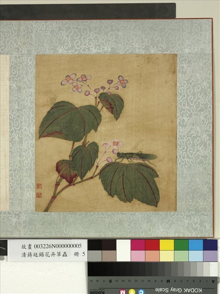 清蔣廷錫花卉草蟲　冊　秋海棠