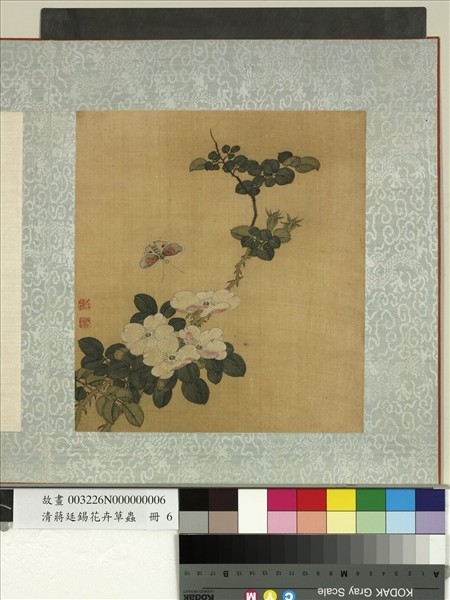 清蔣廷錫花卉草蟲　冊　月季