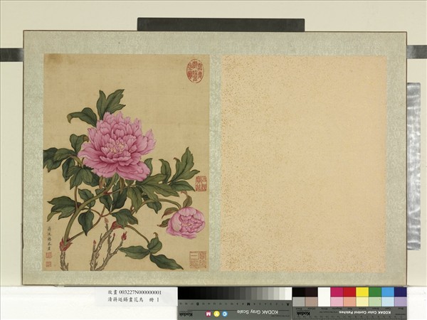 清蔣廷錫畫花鳥　冊　牡丹