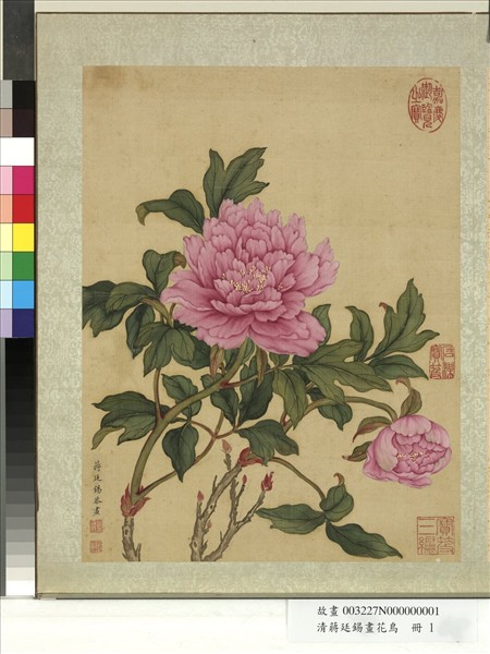 清蔣廷錫畫花鳥　冊　牡丹