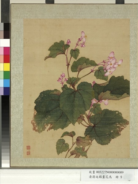 清蔣廷錫畫花鳥　冊　秋海棠