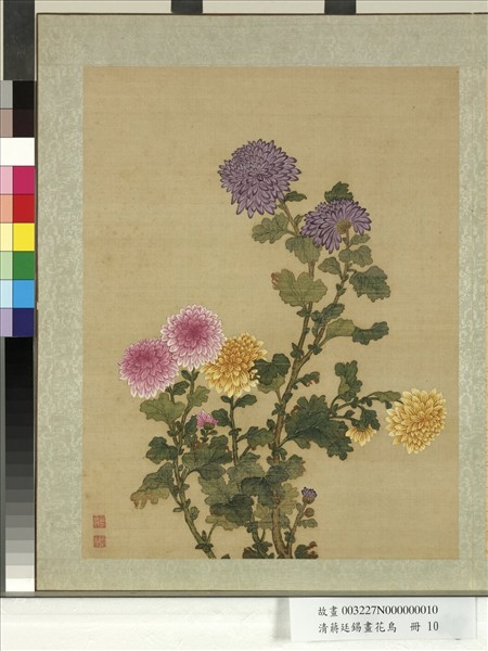 清蔣廷錫畫花鳥　冊　菊花