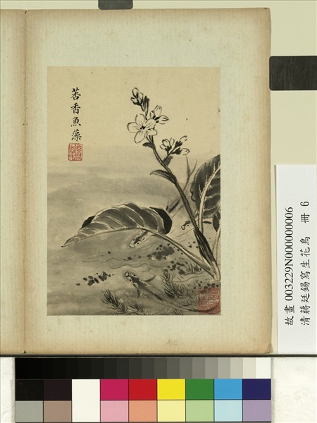 清蔣廷錫寫生花鳥　冊　莕香魚藻