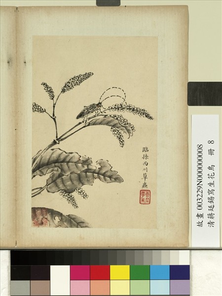 清蔣廷錫寫生花鳥　冊　草蟲天牛