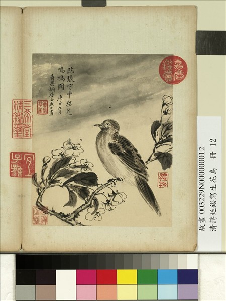 清蔣廷錫寫生花鳥　冊　梨花鳴鳩