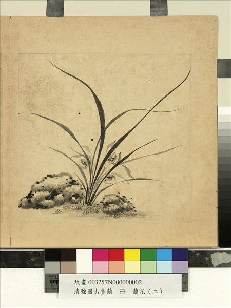 清強國忠畫蘭　冊　蘭花（二）