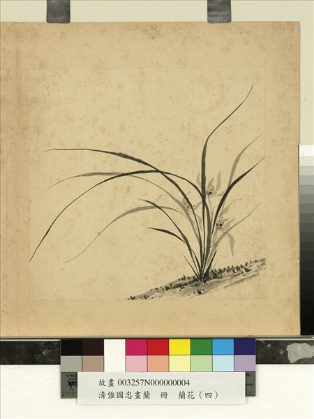 清強國忠畫蘭　冊　蘭花（四）