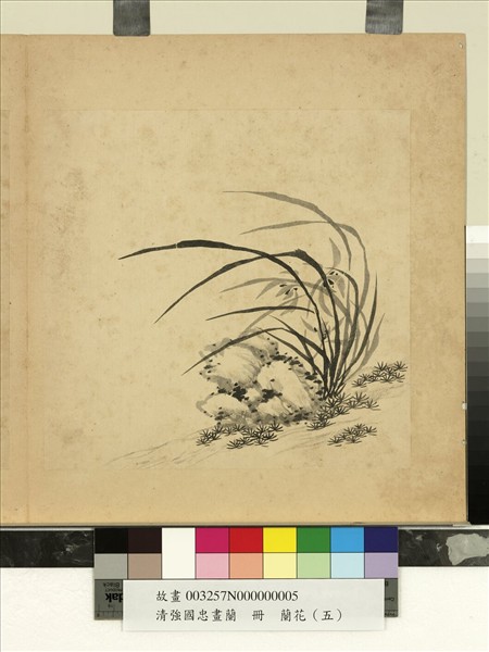 清強國忠畫蘭　冊　蘭花（五）