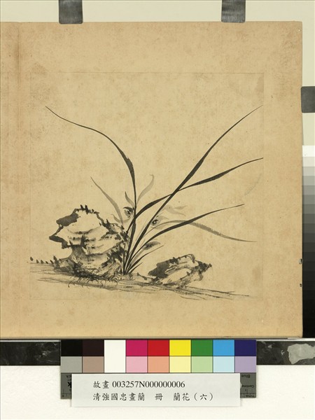 清強國忠畫蘭　冊　蘭花（六）