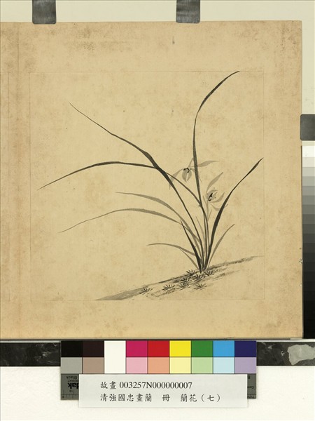 清強國忠畫蘭　冊　蘭花（七）