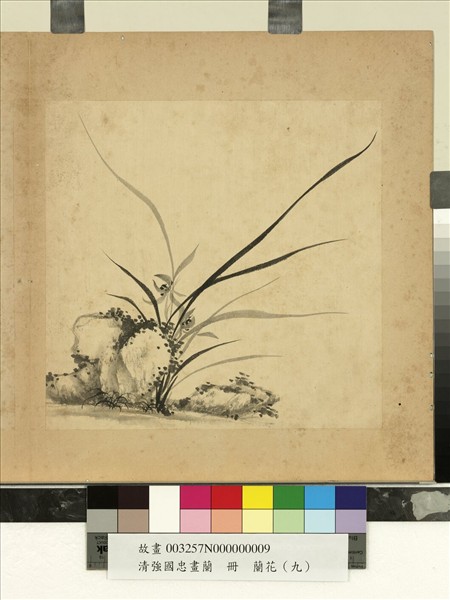 清強國忠畫蘭　冊　蘭花（九）