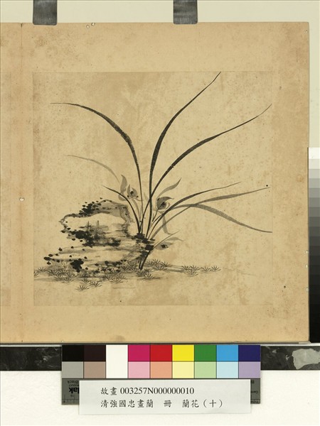 清強國忠畫蘭　冊　蘭花（十）