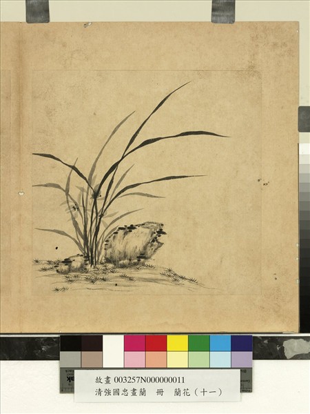 清強國忠畫蘭　冊　蘭花（十一）