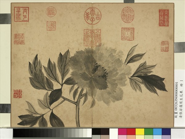 清張若靄寫生花果　冊　牡丹