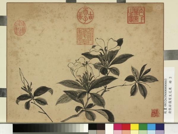 清張若靄寫生花果　冊　梔子