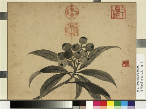 清張若靄寫生花果　冊　枇杷