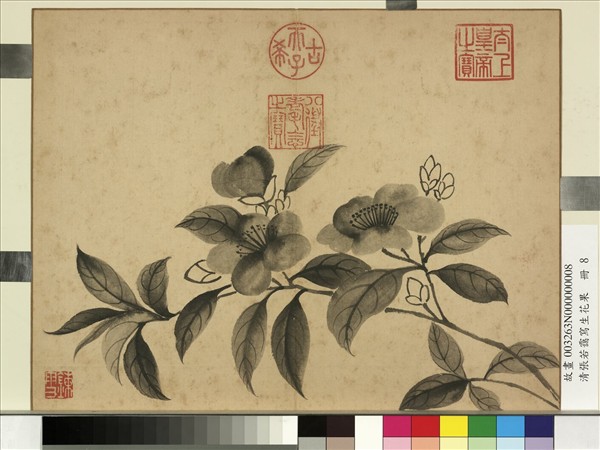 清張若靄寫生花果　冊　山茶