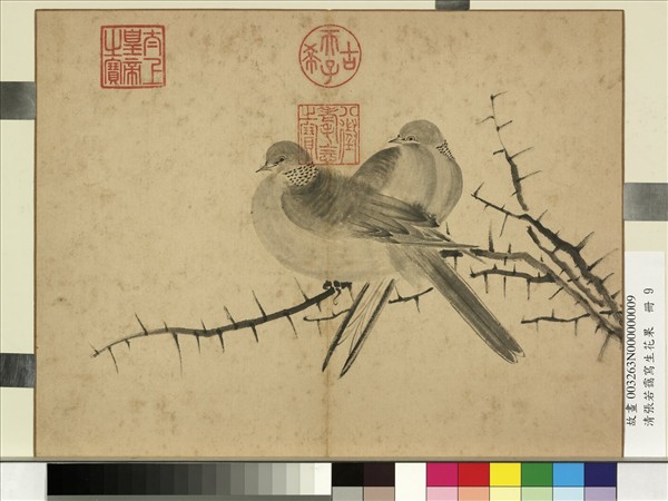 清張若靄寫生花果　冊　棘針白鴿