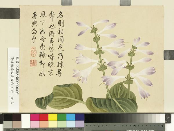 清錢維城畫四氣含和下冊　冊　紫萼花