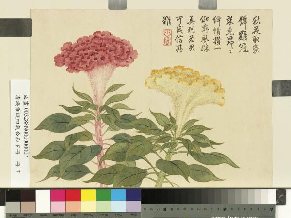 清錢維城畫四氣含和下冊　冊　雞冠花