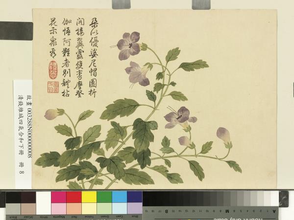 清錢維城畫四氣含和下冊　冊　僧帽花