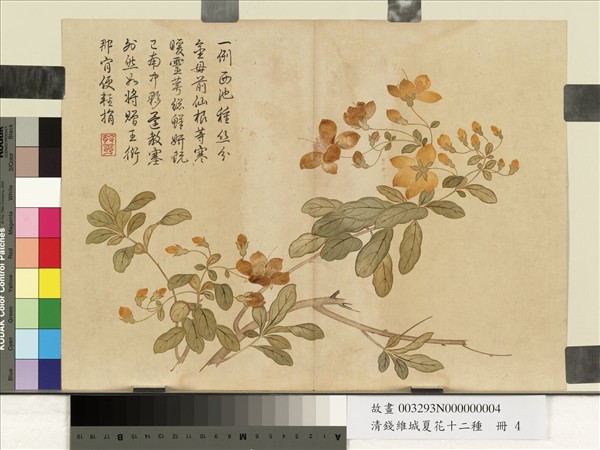 清錢維城夏華十二種　冊　金絲桃