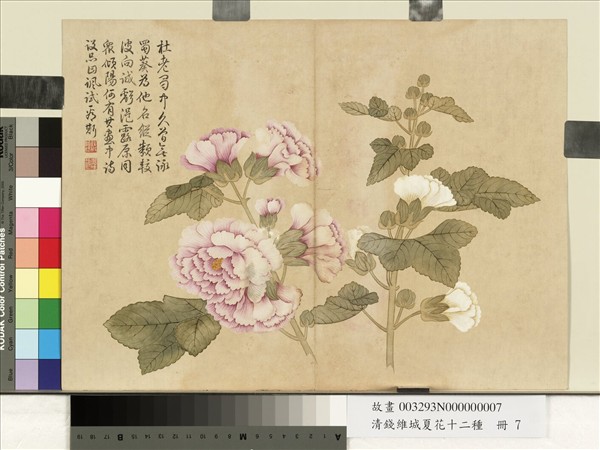 清錢維城夏華十二種　冊　蜀葵