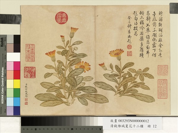 清錢維城夏華十二種　冊　菊花