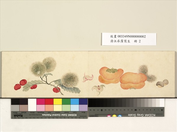 清汪承霈寫生　冊　畫菱角等三蔬果