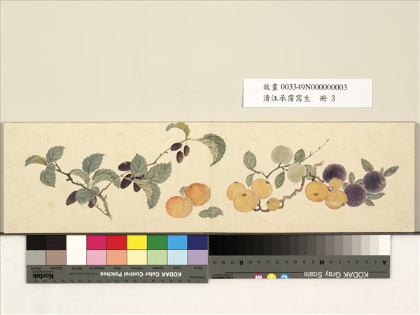 清汪承霈寫生　冊　寫生枇杷諸果