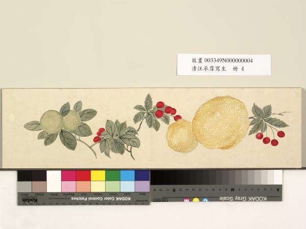 清汪承霈寫生　冊　香櫞