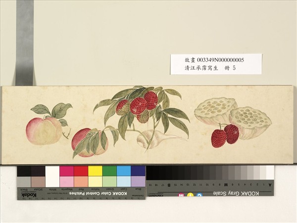 清汪承霈寫生　冊　畫荔枝等蔬果