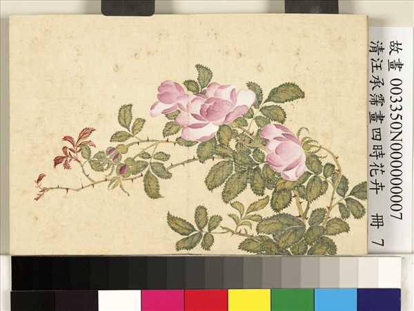 清汪承霈畫四時花卉　冊　月季