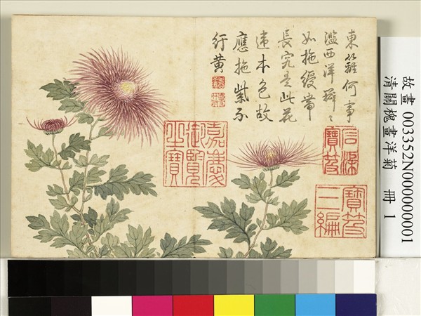 清關槐畫洋菊　冊　綬帶紫