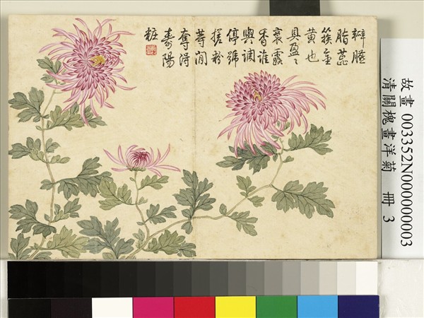 清關槐畫洋菊　冊　槎粉籹