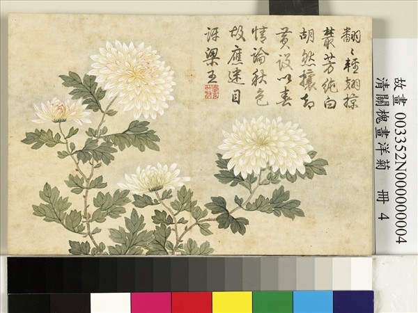 清關槐畫洋菊　冊　蝶翅叢