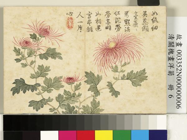 清關槐畫洋菊　冊　萬點紅