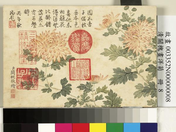 清關槐畫洋菊　冊　杏子黃