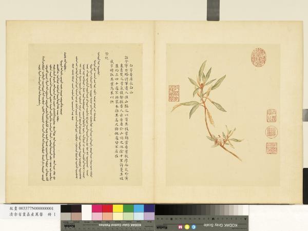 清余省畫嘉產薦馨　冊　白茅香