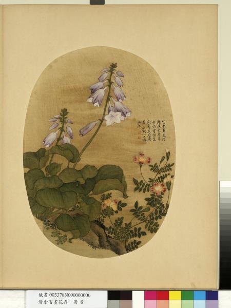 清余省畫花卉　冊　玉簪花萬壽菊