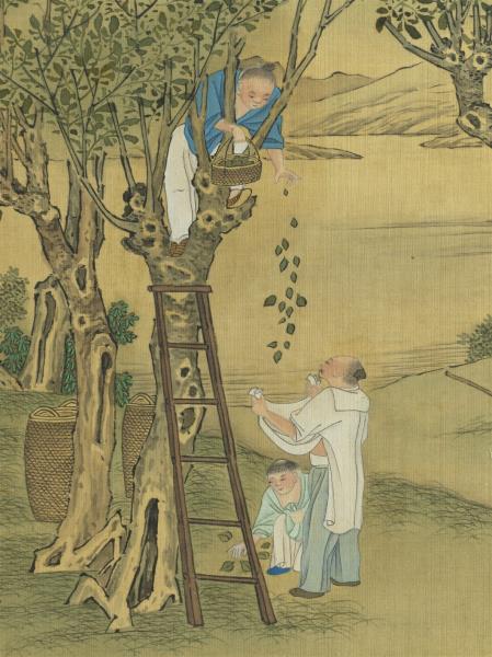 清冷枚耕織圖　冊　採桑